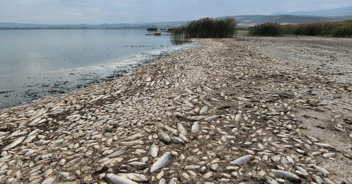 Freshwater fish are in "catastrophic" decline with one-third facing extinction, report finds