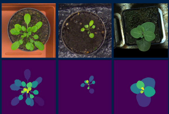 Technion researchers develop an automated method for the prediction of crop stress