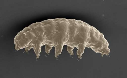 DNA is Shielded From X-Rays by 'Water Bear' Protein