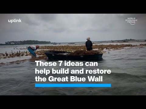 These 7 ideas can help build and restore the Great Blue Wall