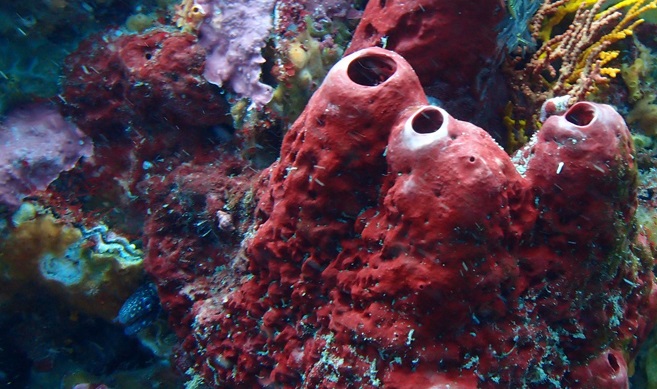 Sponge Bacteria Encapsulates Arsenic