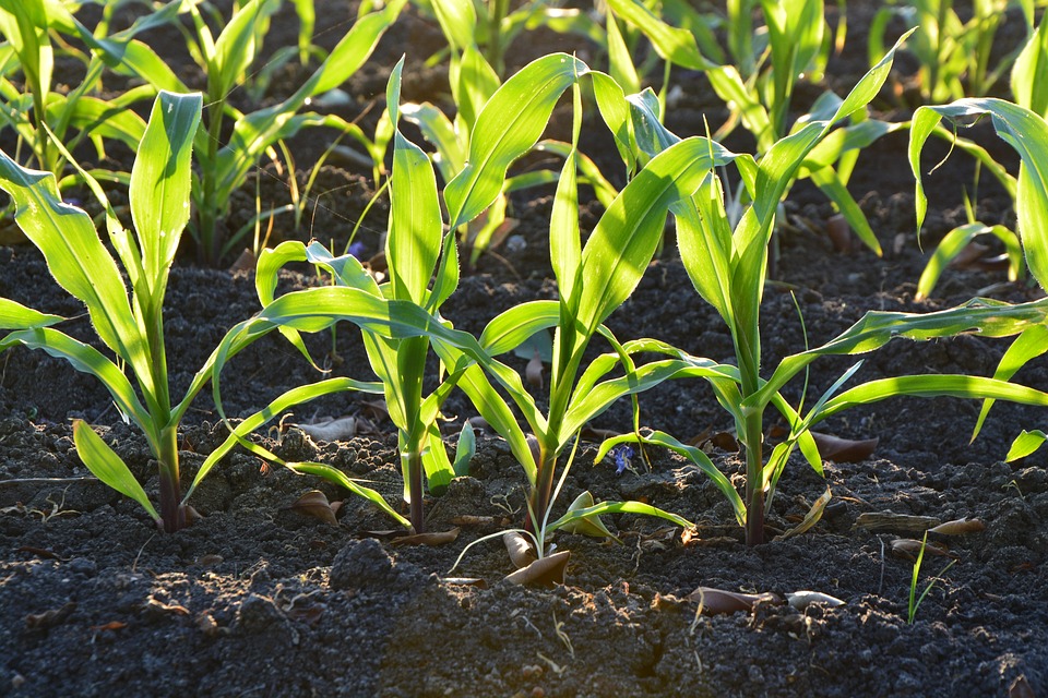 Complex Connection Between Plants and What Soil Microbes Eat