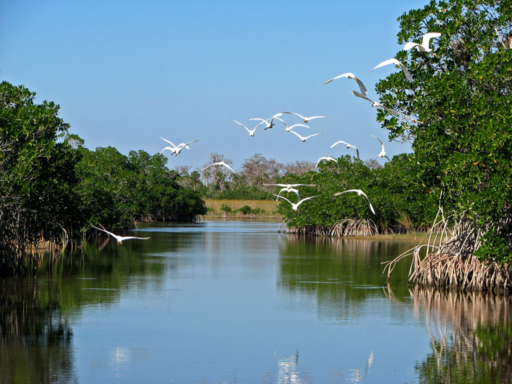 Farm pollution down but Everglades still too salty