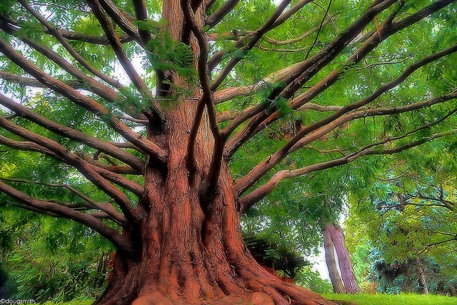 Why Toronto's Urban Forest is a Critical Infrastructure Asset