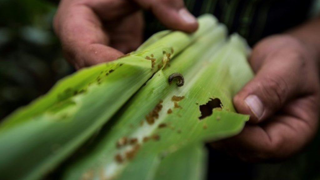 Crop-destroying armyworm caterpillars spread to Uganda