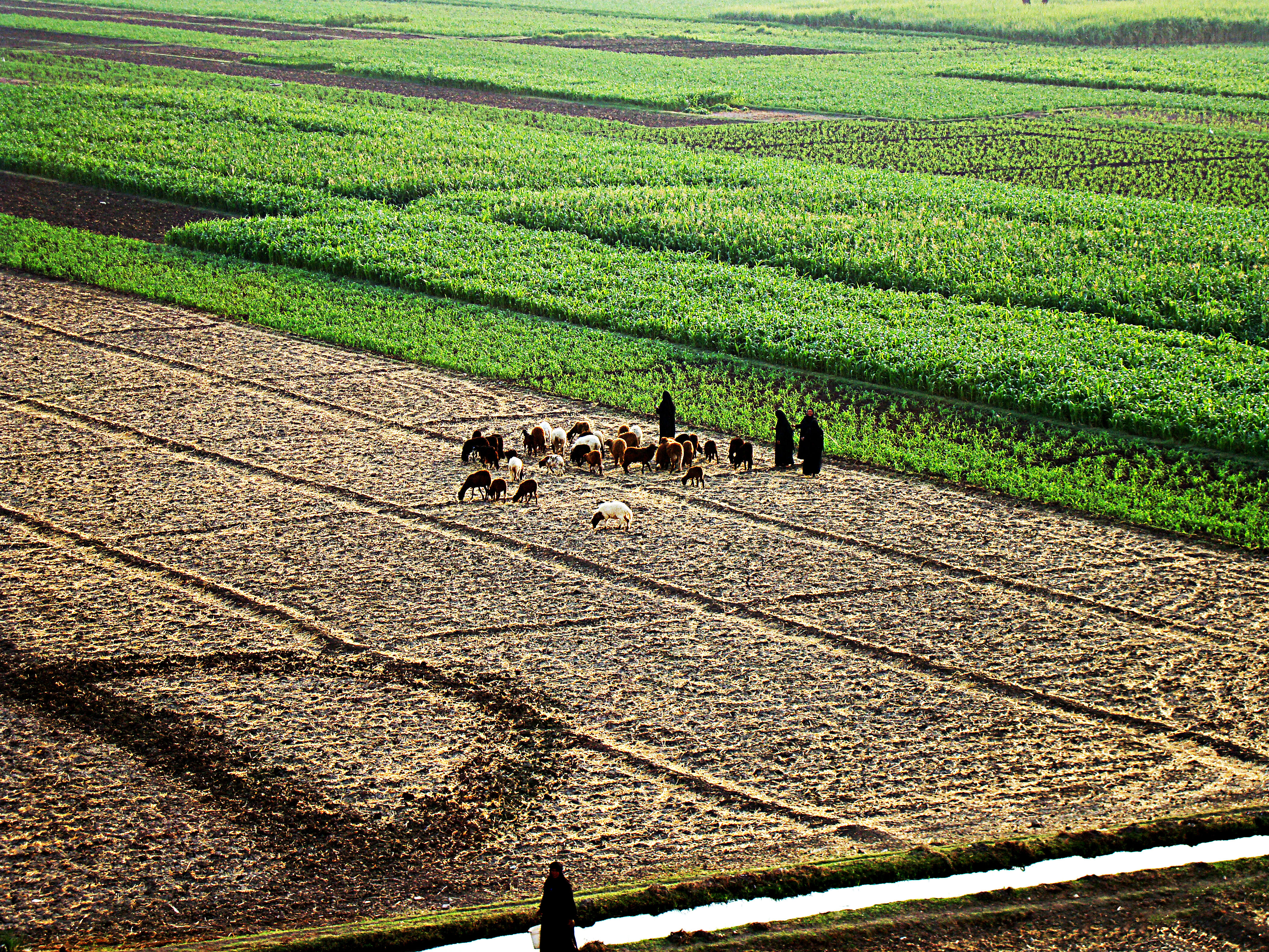 Egyptian Farmers Adapting to Water Scarcity