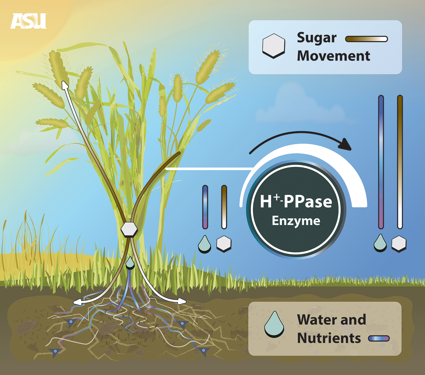 Researcher improves crop performance with new biotechnology