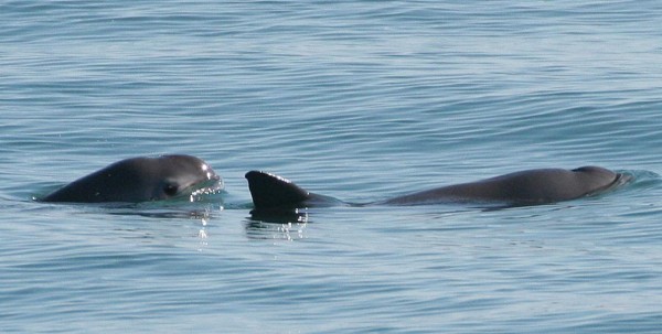 Saving the Last Vaquita Porpoises