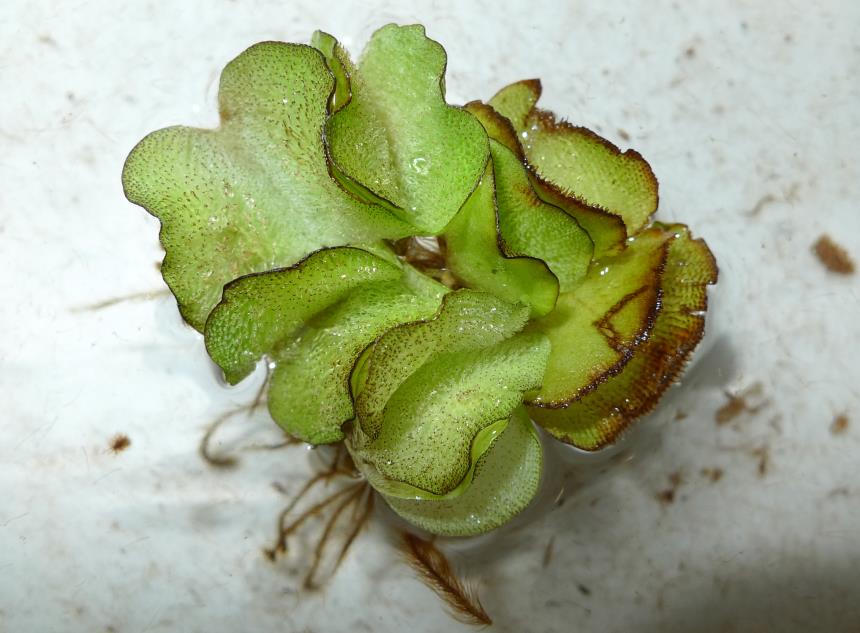 Water Fern Soaks Up Oil Like Sponge