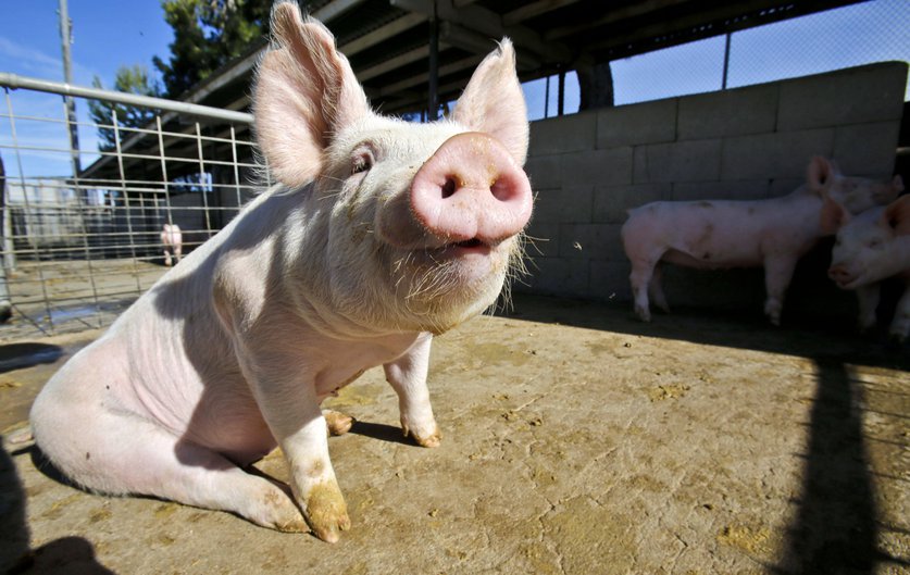 Pig Waste Project Could Help Clean World’s Dirty Water
