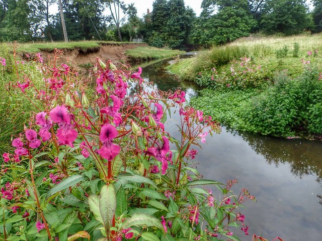 Fresh Insight into Invasive Plant that Blights UK Rivers