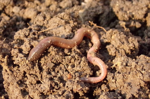 Follow Earthworm Tracks to Better Simulate Water Flow in Soils