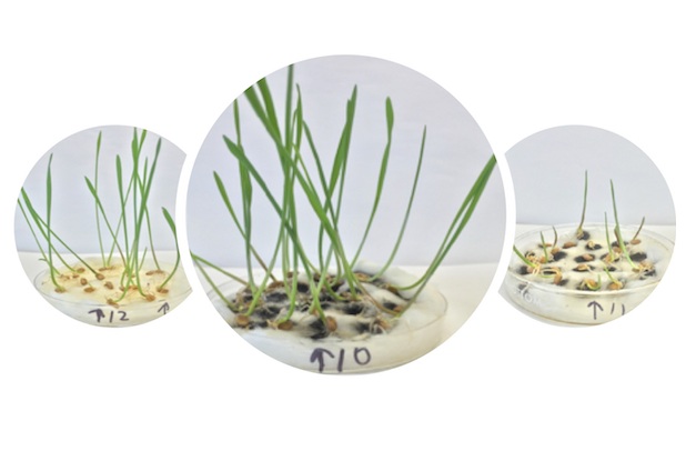 Wheat Gets Boost From Purified Nanotubes