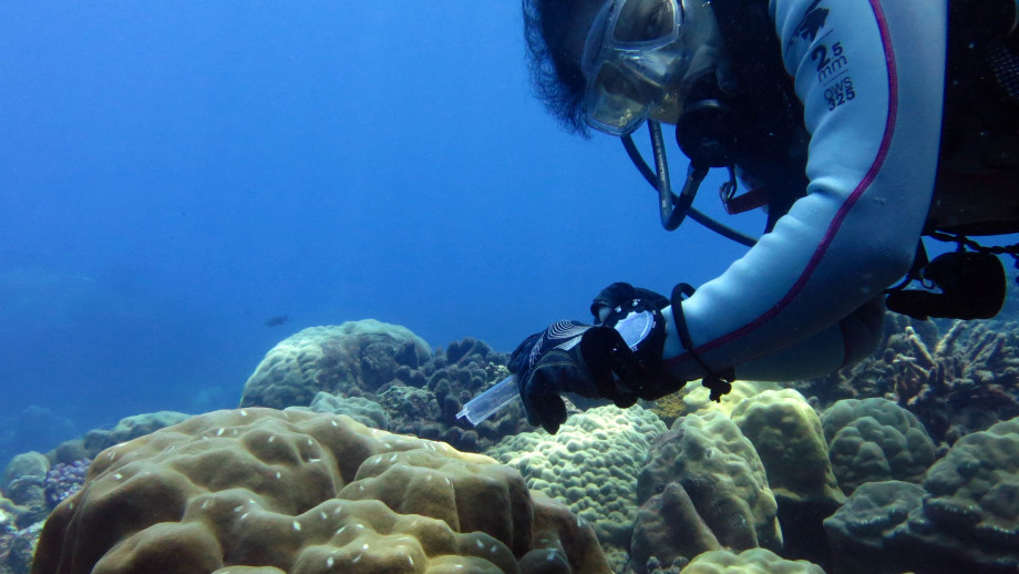 The Fate of Coral Reefs Undermined by Phosphate Mining