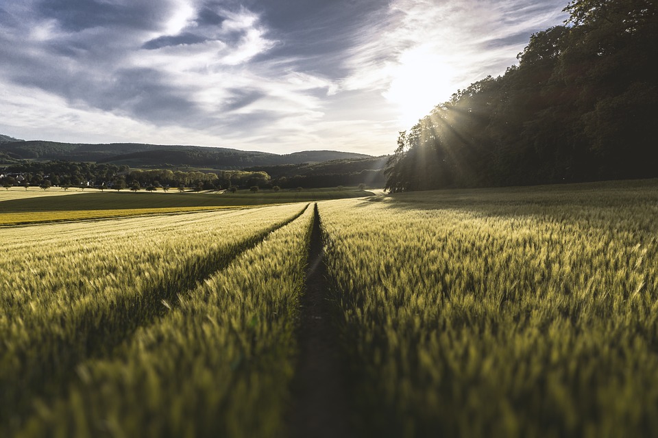 New Conservation Practice Could Reduce Nitrogen Pollution in Agricultural Drainage