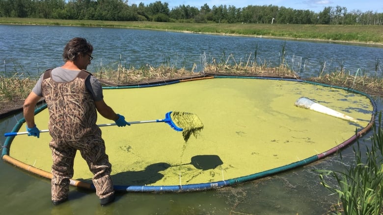 How Duckweed Might be a Solution to Pollution in Lake Winnipeg