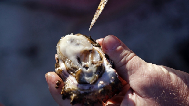 New Jersey May Try Using Oysters to Reduce Water Pollution