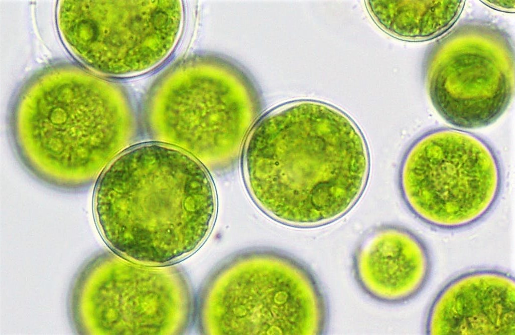 Biological Stability of Water after the Biofiltration Process