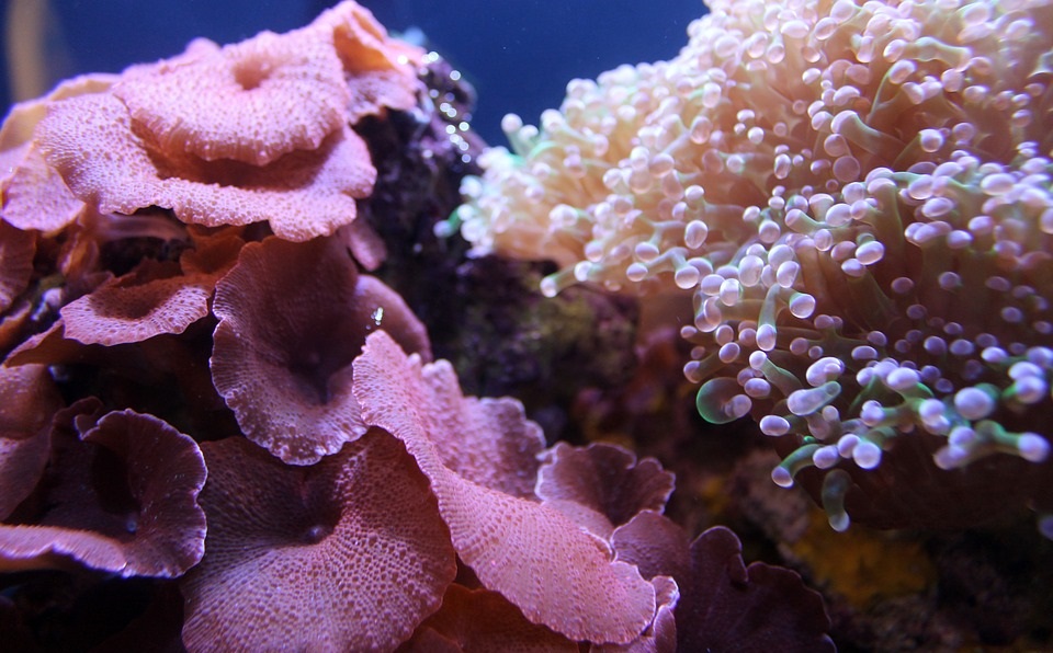 Marine Scientists and Astronauts to Together Create the World's Deepest Coral Nursery