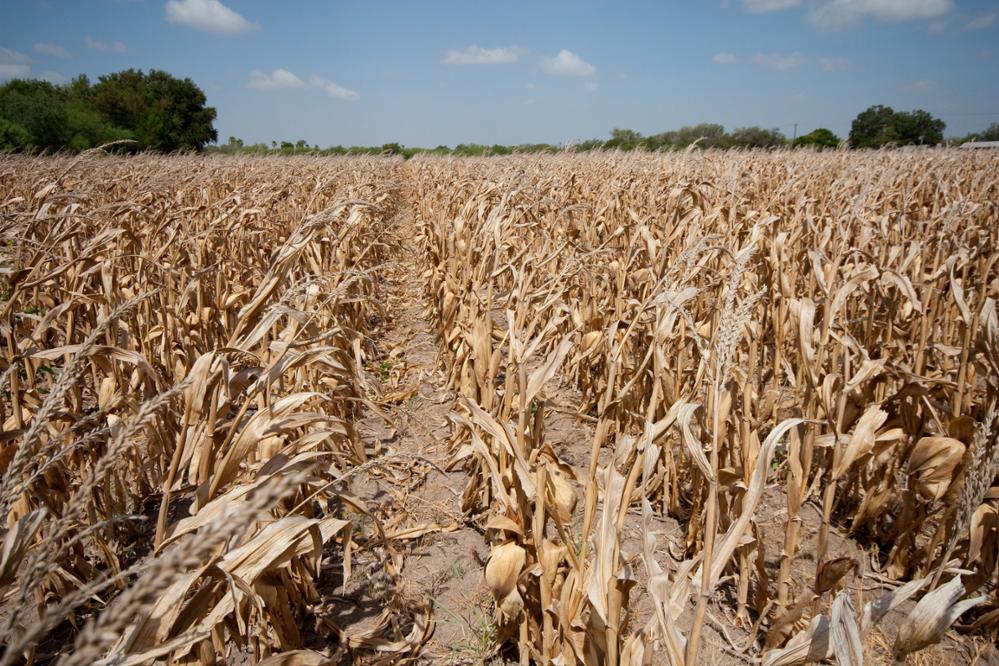 Ask an expert: A climatologist explains La Niña's impact on Texas