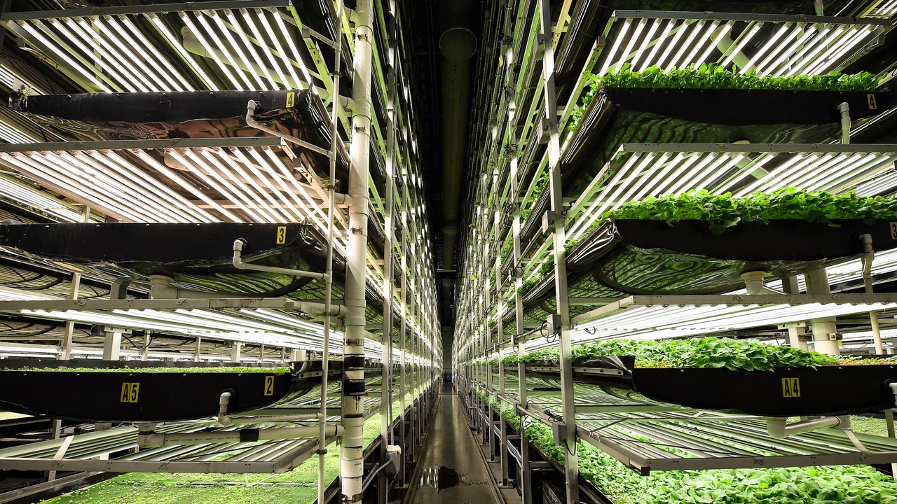 Vertical Farming Has Found Its Fatal FlawIn June, a vast new vertical farm opened on the outskirts of the English town Bedford. At a swanky open...