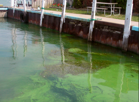 Florida's Natural Enemy: Algae