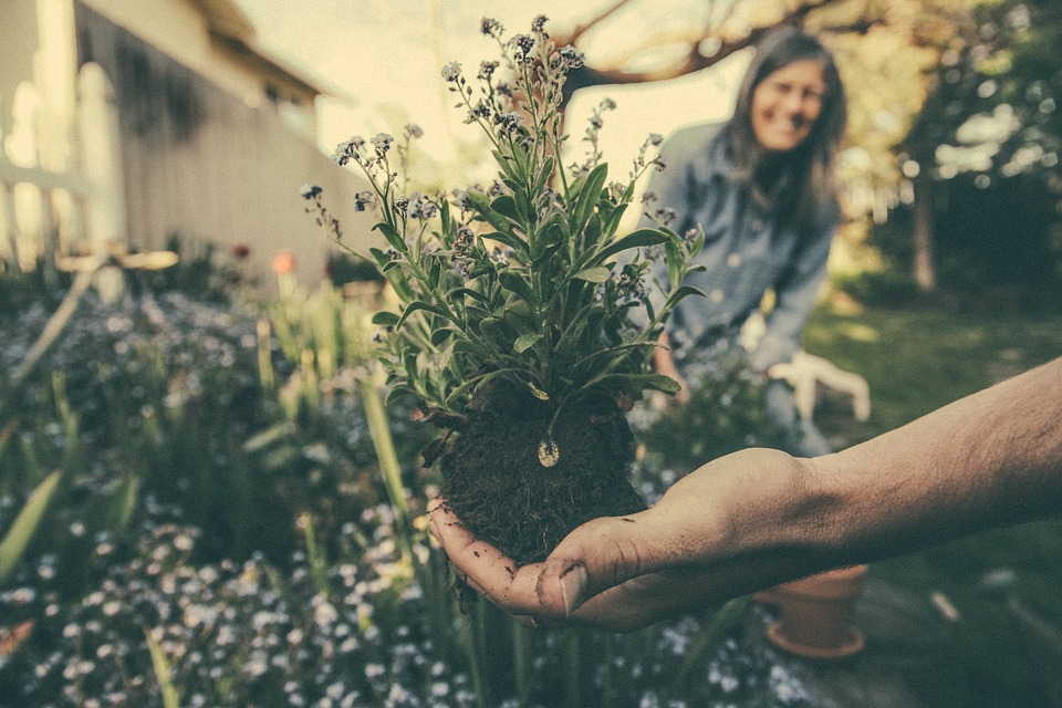 Divining Roots: Revealing How Plants Branch Out to Access Water