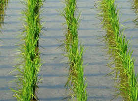 Climate-smart Agriculture to Ensure a Food-secure Future