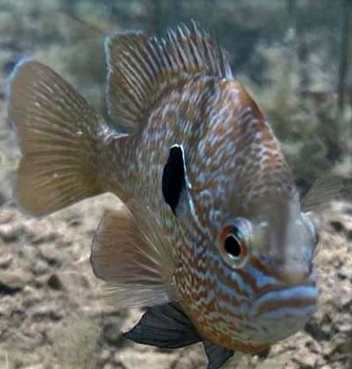 Nancy Washburne selected the right person to pass the torch of Freshwater Discovery, Mary Larson and her son Henry are continuing Nancy&#039;s quest ...