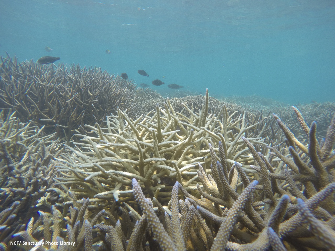 Coral Bleaching in a Warming World