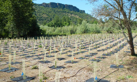 Trees over Technology