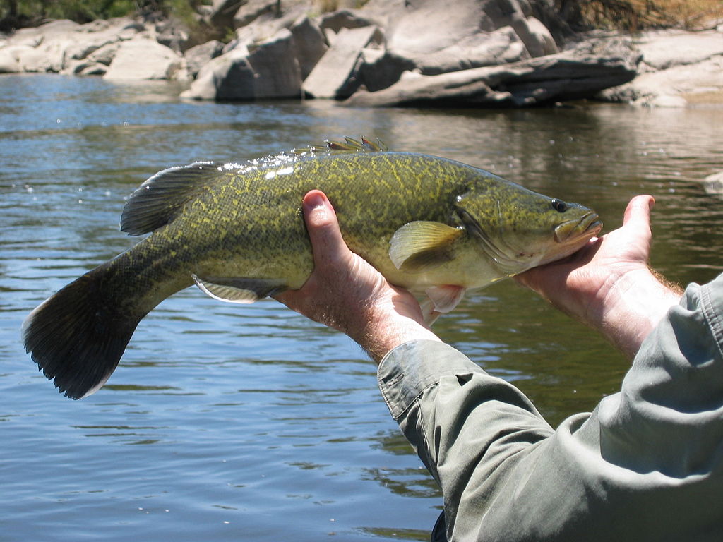 Warm Water in Gulf Of Maine Responsible For Declining Population of Cod