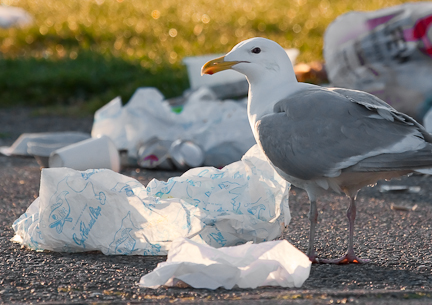 Almost Every Seabird Wll Have Eaten Plastic by 2050