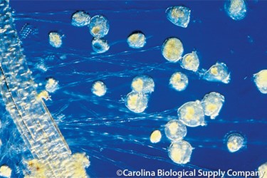Body Position Key To Water-Cleaning Effectiveness Of Microorganisms