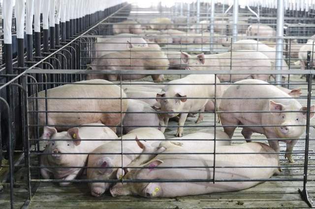 Environmental Stewardship Award for Oetting Hog Farms