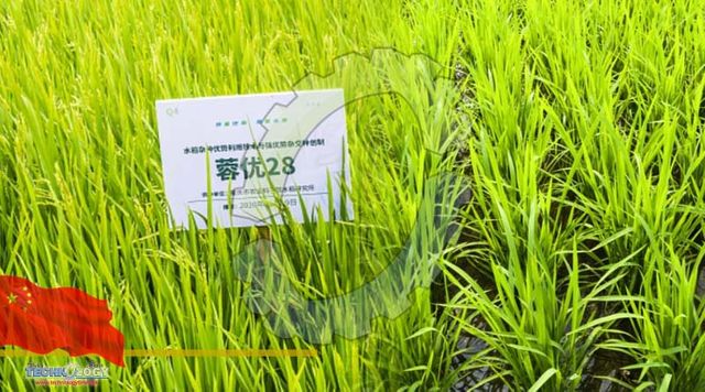 Chinese scientists find gene for drought resistance in rice - Technology Times