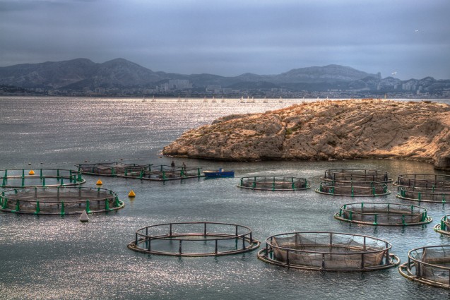 Making Fish Farming More Sustainable