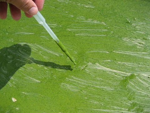 Worst Toxic Algae Bloom in 20 years