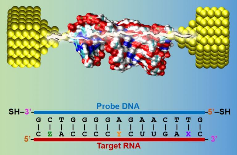 Detecting E.coli Strains Using Molecular Electronics