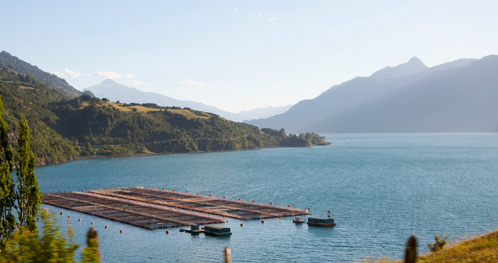 Algae Bloom Devastates Chilean Salmon Farms—2.3 Million Dead Salmon