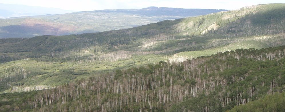 Which Trees Face Death in Drought?