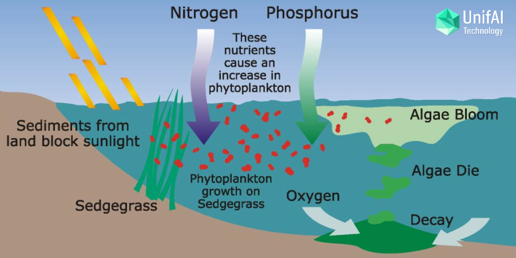 Nutrient pollution in water eutrophication & hypoxia