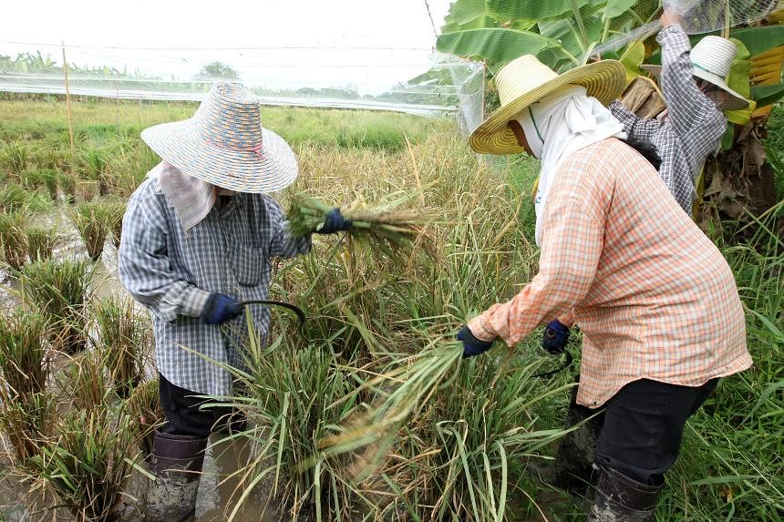 Drought menacing Thailand threatens global supply of sugar, rice
