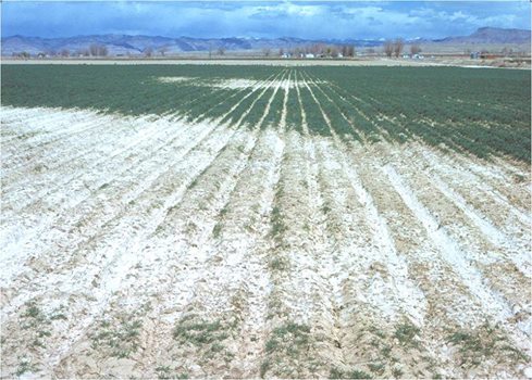 What are the best methods to treat high salinity of clay soil?