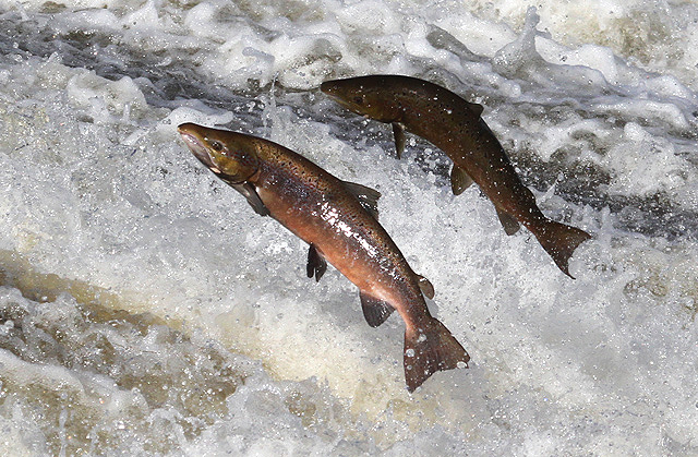 Stormwater Deadly to Salmon