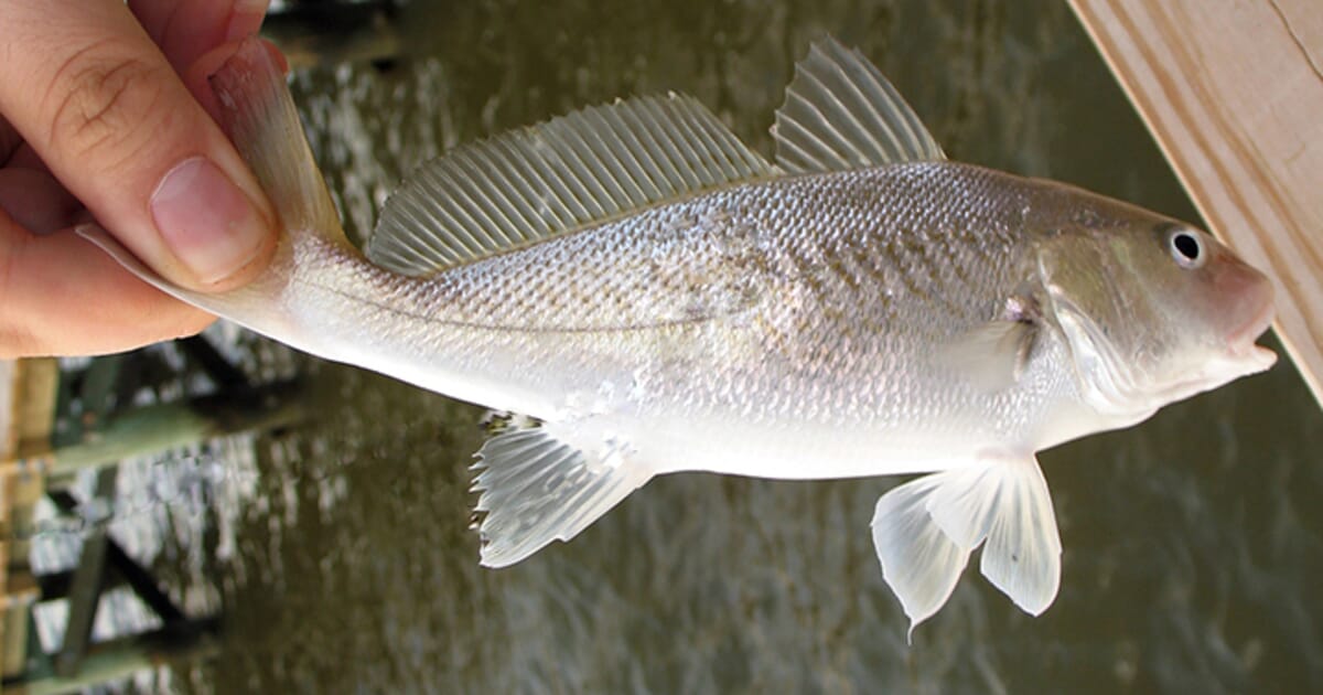 Chinese start construction of 200,000-tonne mobile fish farm