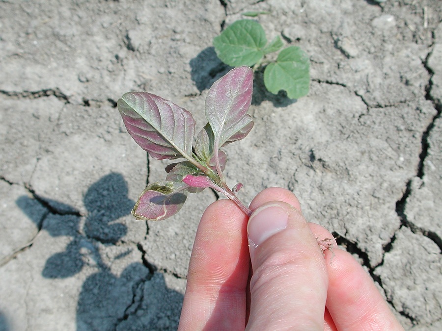 Blasting Weeds Away with Grit