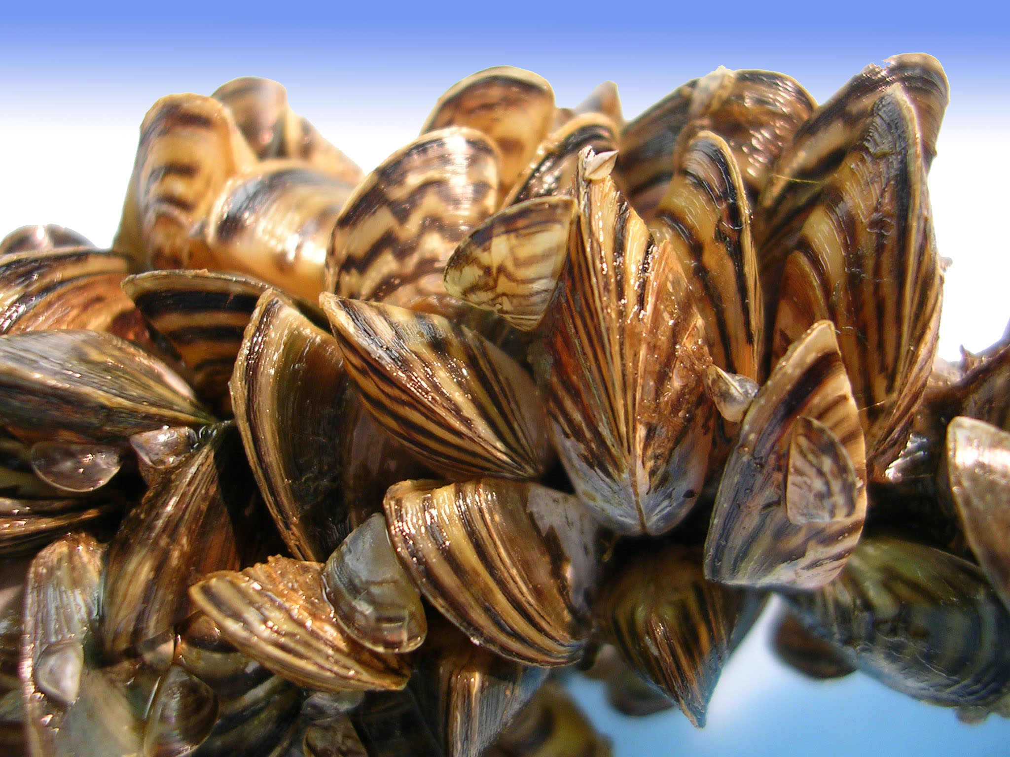 Treating Algae Problem and Quagga Mussels