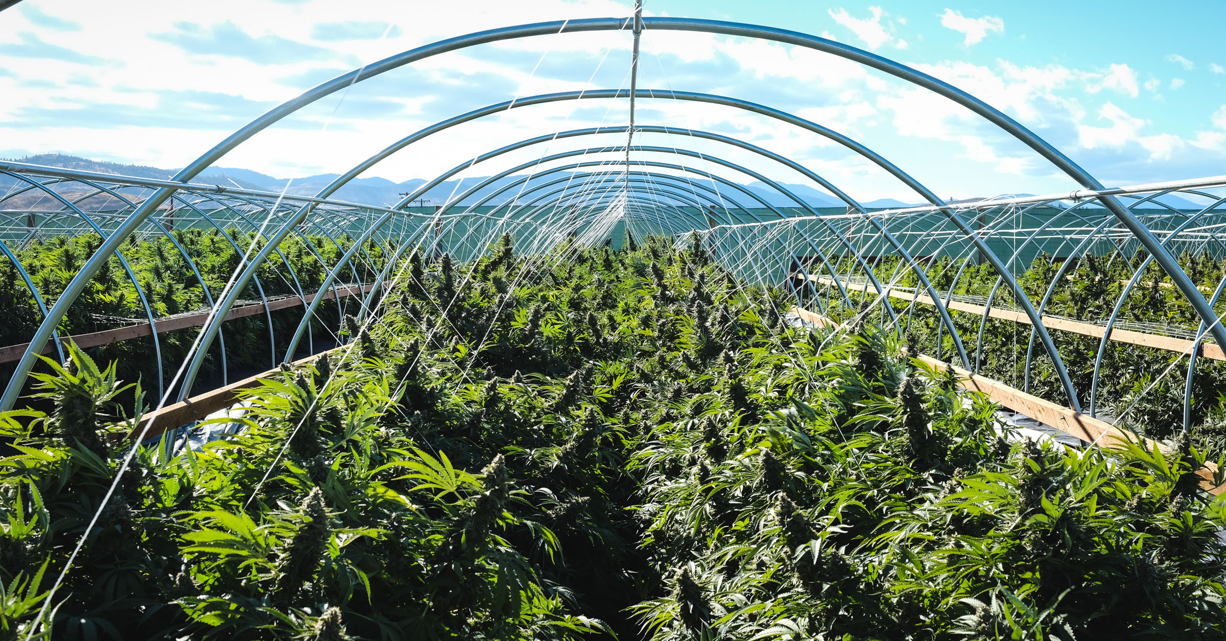 Water Regulations for Marijuana Farmers