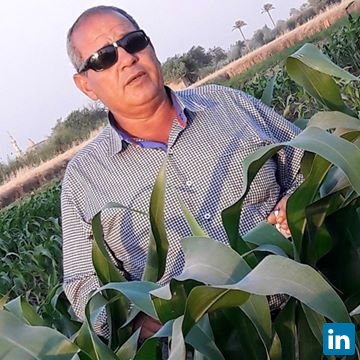 Dr.Maged Hamouda, Corn Breeder  -  Corn breeding program at Employer: Dr. Majed Hamouda